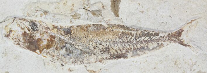 Cretaceous Fossil Fish (Scombroclupea) - Lebanon #24120